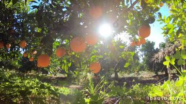 一片西班牙的橘子<strong>林</strong>。 茶树,果实多,蓝天,阳光普照. 园中的有机水果